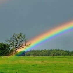rainbow over a green field and bare tree
