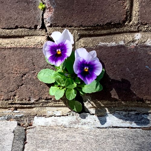 purple pansy growing out of a wall
