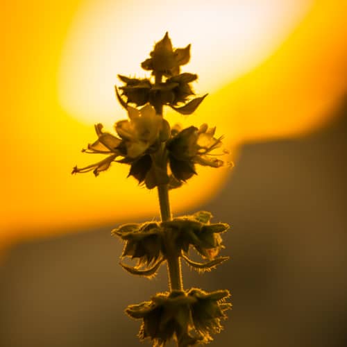 flower growing towards the sun on a golden background