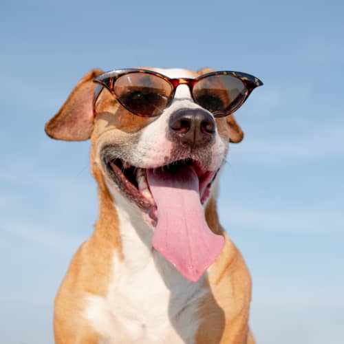Happy brown and white dog with sunglasses on and it's tounge sticking out.