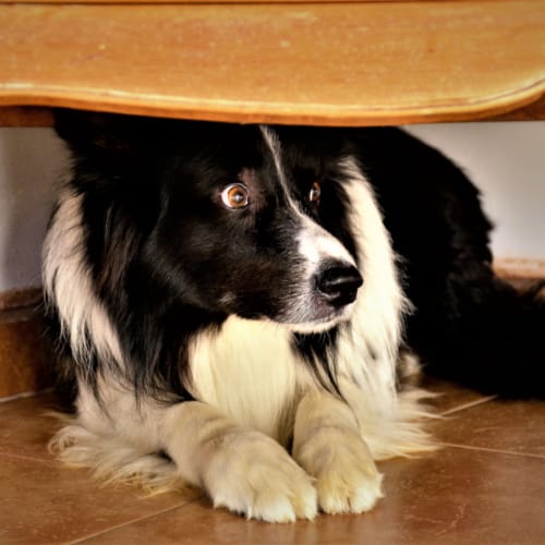 Black and white collie dog hiding under a chair